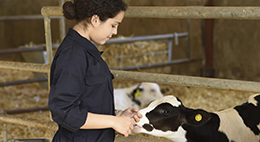 veterinary science student with calf on farm